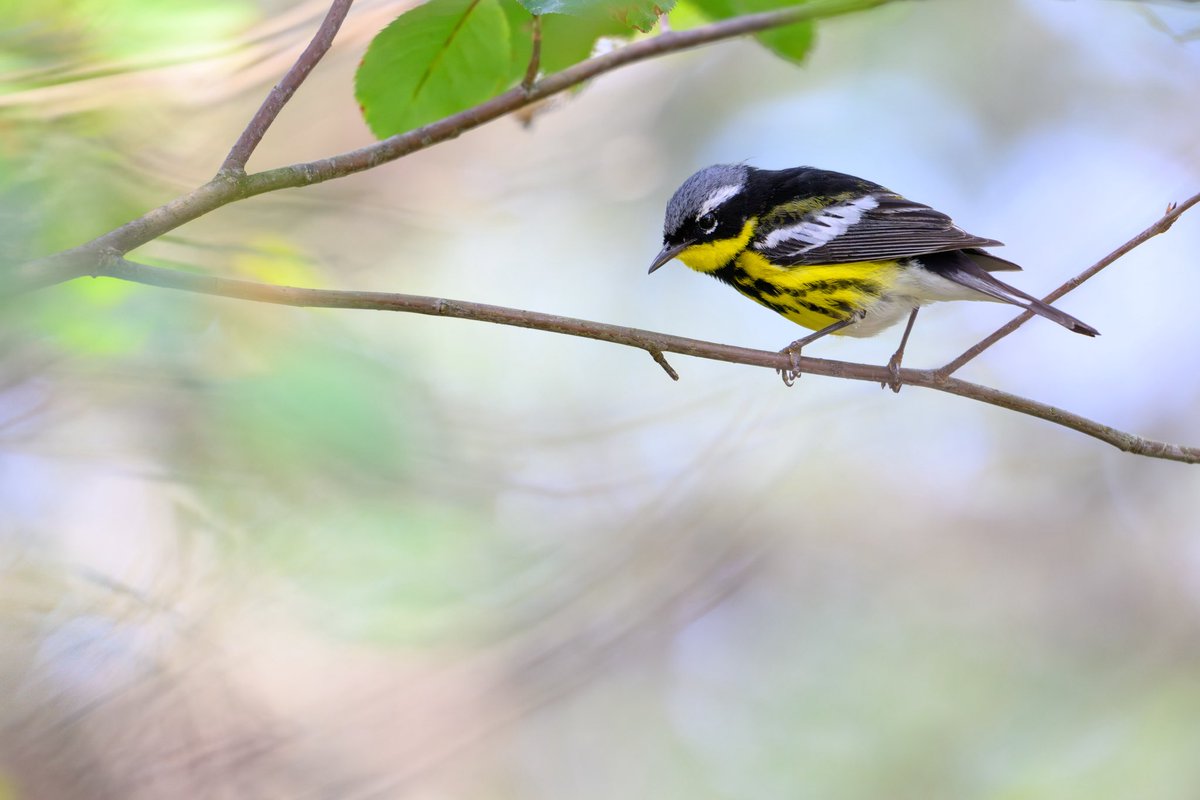 AndySki37's tweet photo. Magnolia Warbler https://t.co/hsJMhbOojl