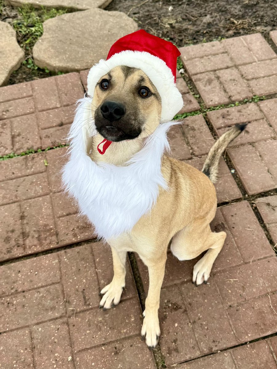 🐾💔 URGENT: On the URGENT list Saturday 12/6

⏰ Canelo needs a hold by 1 PM.

This 1-year-old puppy was owner surrendered to a kill shelter because he liked to dig.  That is it. A normal puppy behavior and now his life is on the line. 😞

💙🐶 Canelo #A2044630
GSD Mix |