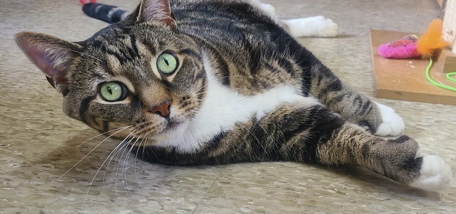 🤎Scooter is a hunk a chunk of burning love who was returned to us to no fault of his own.

He was raised in a loving family with children.  Unfortunately the youngest child is allergic.

Scooter is a loving and extremely friendly boy who just wants to be part of a family again.