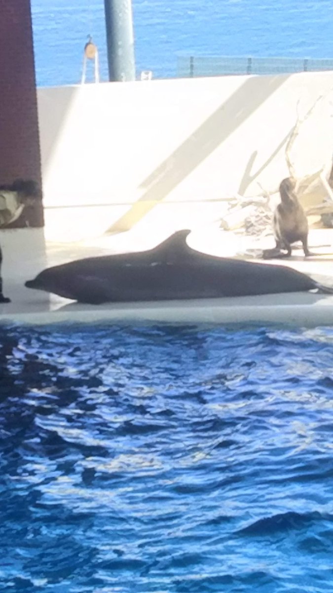 月とイルカさん 専用ページ Googleフォトのクラウドに残ってた写真のイルカさん。2017年の