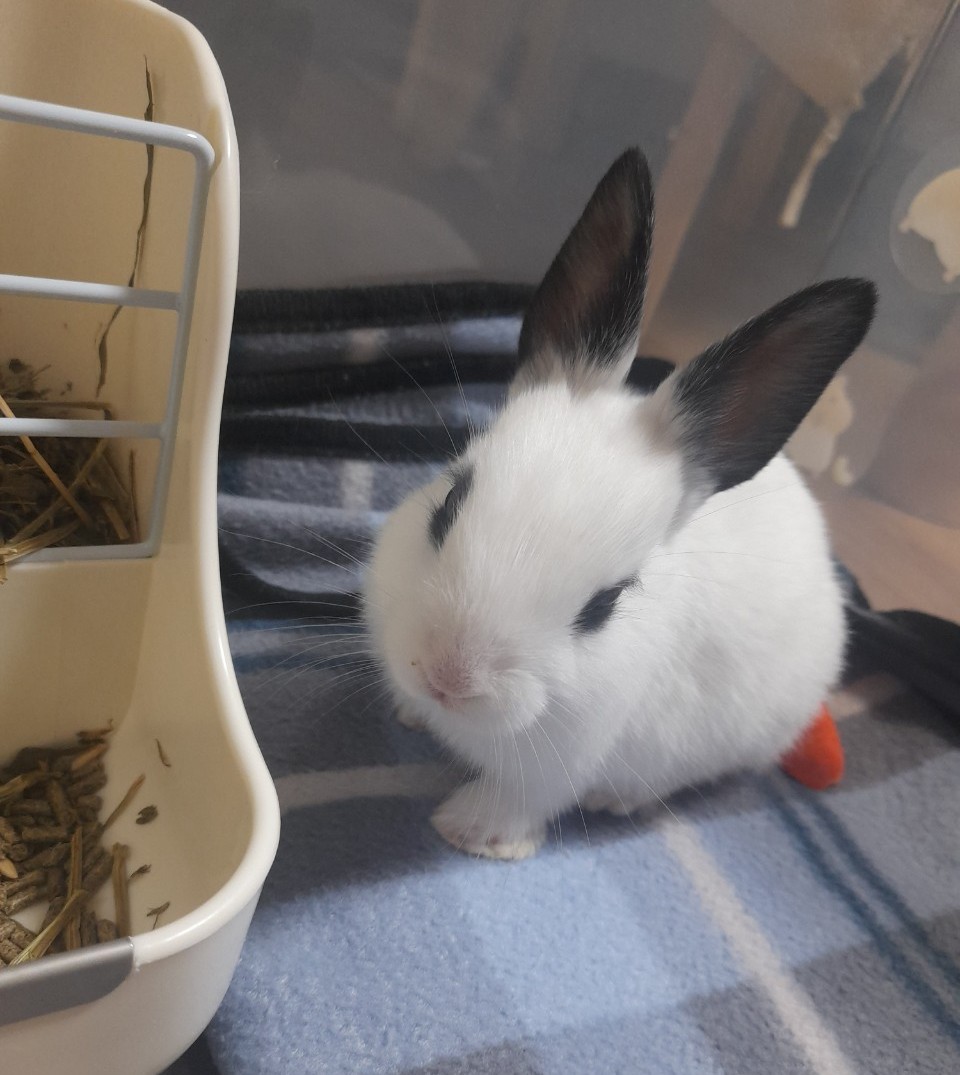 juneph_6's tweet photo. 김준 근황
🐰육아중 https://t.co/hCKkWjNV4k