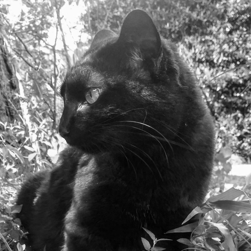 joaquin as cats (@bigotesxjoaco) on Twitter photo 
