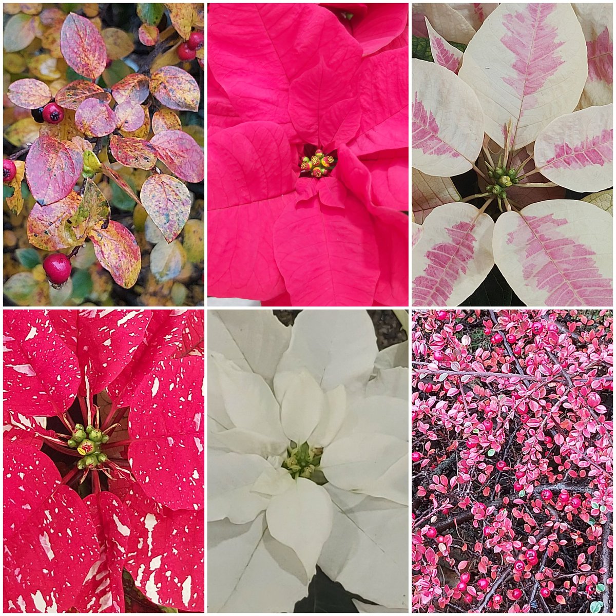 SunflowerSusi🦋🌻 tweet media