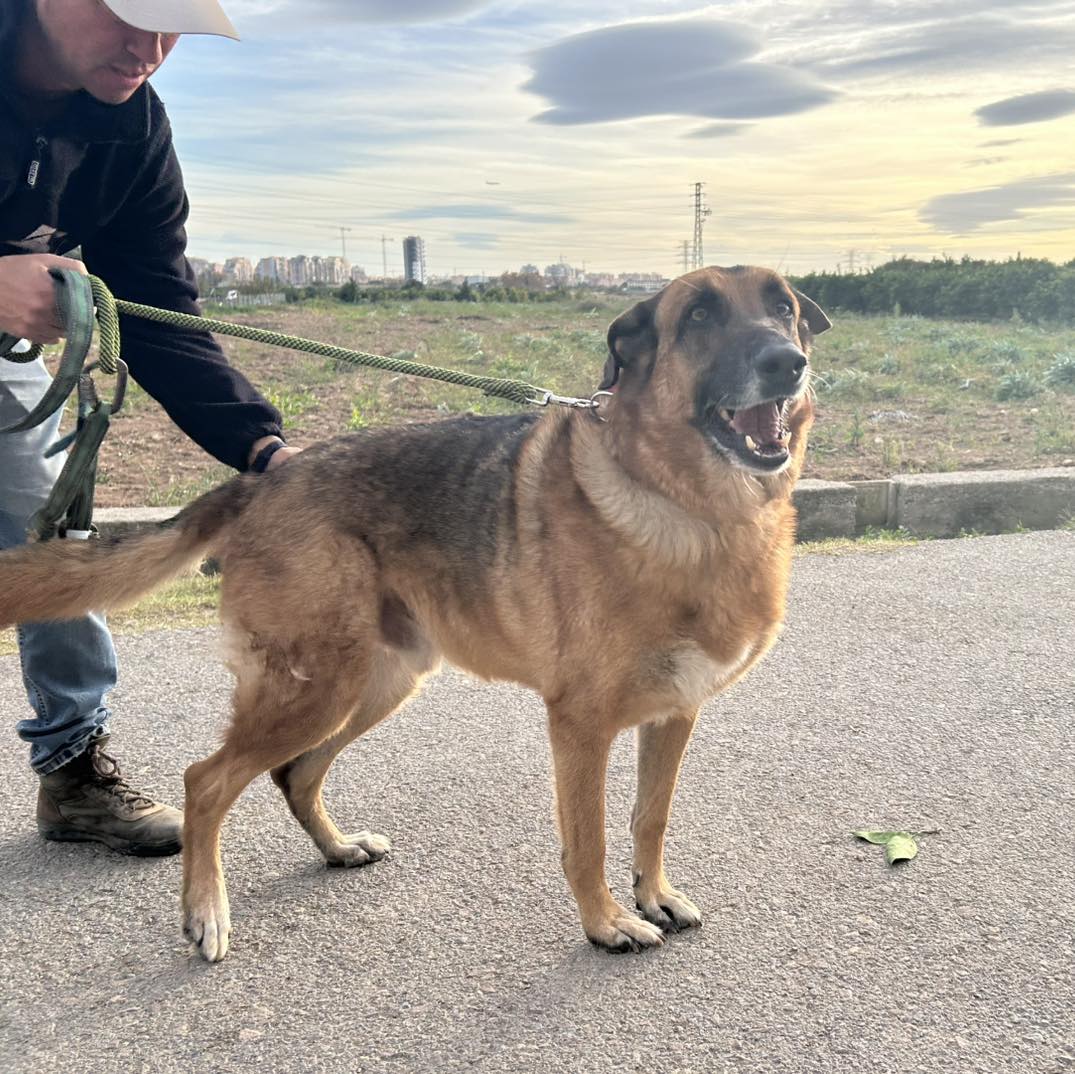 SosAbuelos1's tweet image. #Valencia
¿𝐔𝐧𝐚 𝐩𝐚𝐭𝐢𝐭𝐚 𝐬𝐨𝐥𝐢𝐝𝐚𝐫𝐢𝐚 𝐭𝐞𝐦𝐩𝐨𝐫𝐚𝐥 🙏??

#TYRON tiene 9 años y necesita un favor muy grande...

Su humano va a estar ingresado unos meses. Lo va a recuperar, por eso necesitamos una casita de acogida solidaria hasta que pueda volver con su papi.