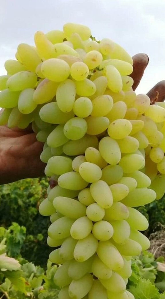 Smiley 🌹, tweet media