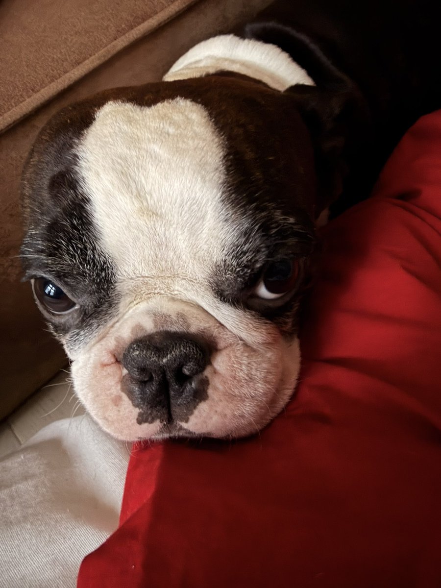 Rambo var ikke fornøyd med min trege oppstart imorges..