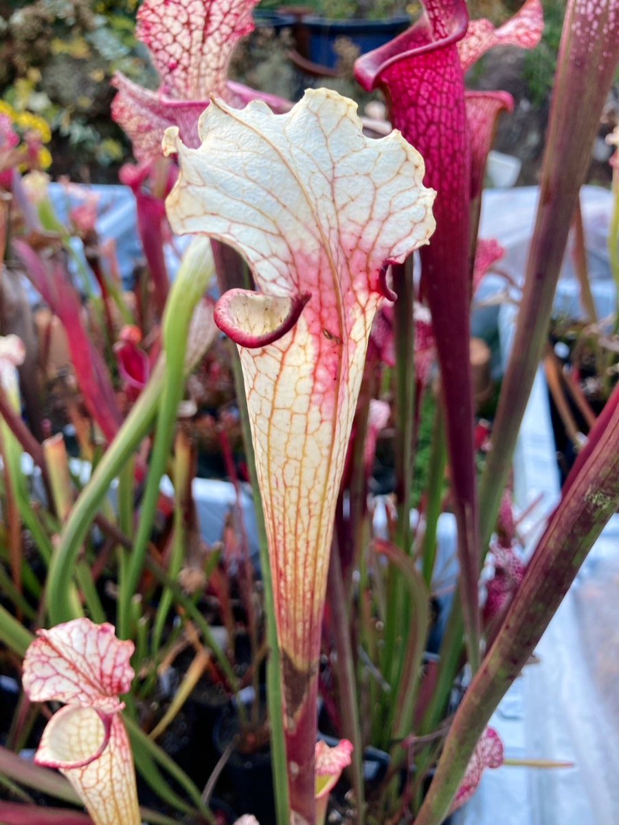 もっちもちKF (@xoefHVVPzYxWUO6) / Posts / X