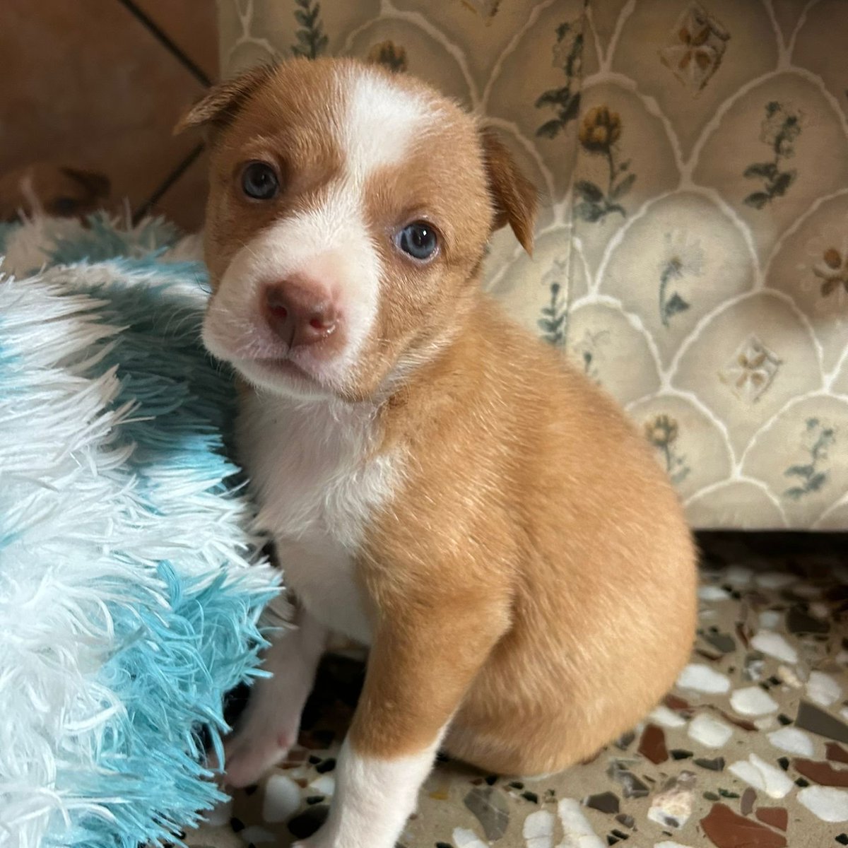 #madrid
LUSSITA cachorra mestiza ABANDONADA en descampado junto a sus 2 hermanos 
NECESITA #adopcionresponsable
De tamaño peque en edad adulta
Sociable con niños🐶🐱
Se entrega chipada,vacunada,desparasitada y CON compromiso de castracion 
CONTACTO📩 facenuevavida@gmail.com
