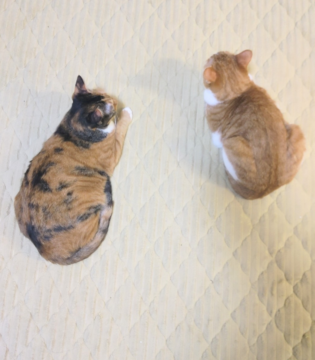 ふと下見た時なんかものすごく可愛かったので、、🤎🧡
#猫 #猫の居る暮らし #癒し #可愛い