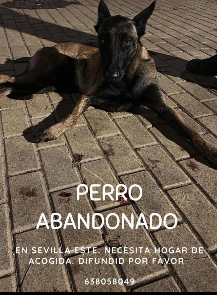A esta criatura lo llevaba un malnacido atado y arrastrado con una moto hasta hacerle daños en sus patitas😥
Ha sido llevado al veterinario y el agresor denunciado,urge🆘️ acogida por favor🙏🏻🙏🙏🏿es un perrete super agradecido
Contacta 👇🏼