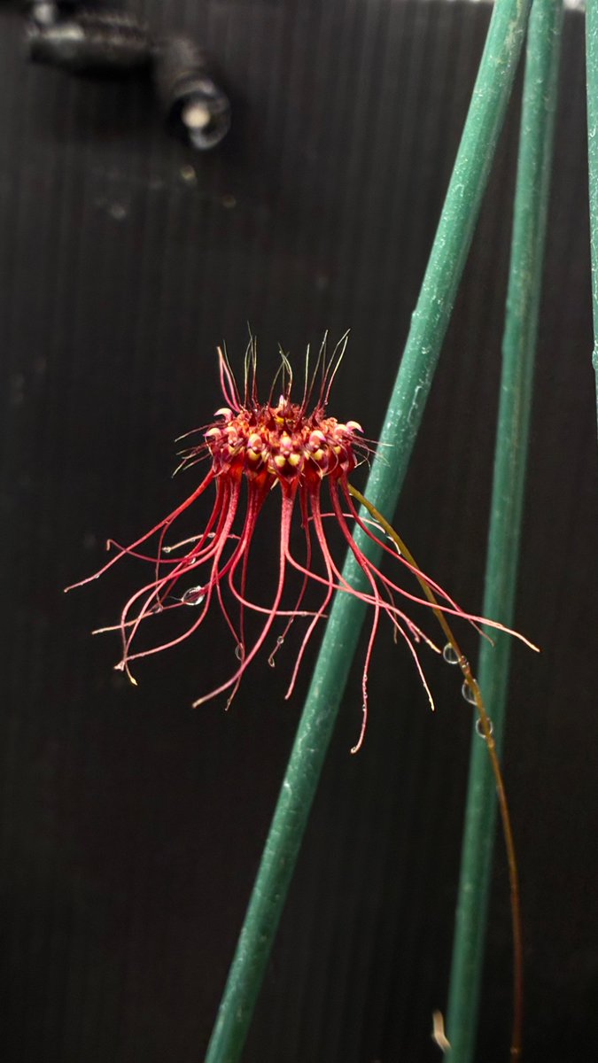 plan7s's tweet photo. Bulbophyllum gracillimum

#洋ラン #洋蘭 #bulbophyllum #バルボフィラム #orchid https://t.co/dWRgnXtyZe