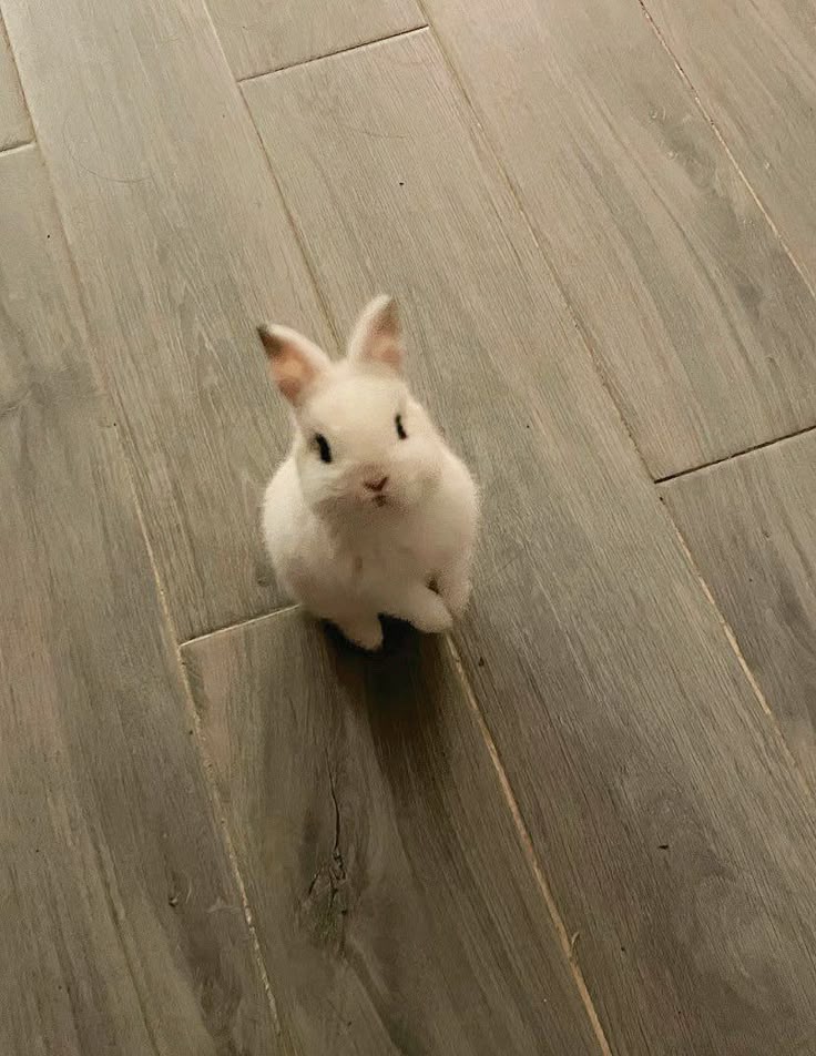 고양이만한 햇살, haerin! 🐈 tweet media