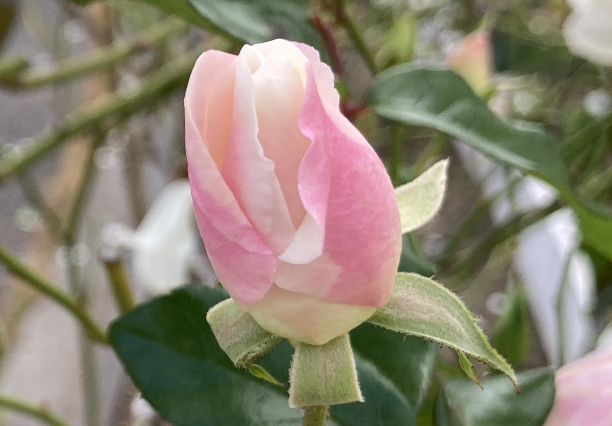 ryu ryu 🍥 ❌No DMs please🍥🐯🎹🎸 fx 🍚🌼🍺… (@ryuryu20981567