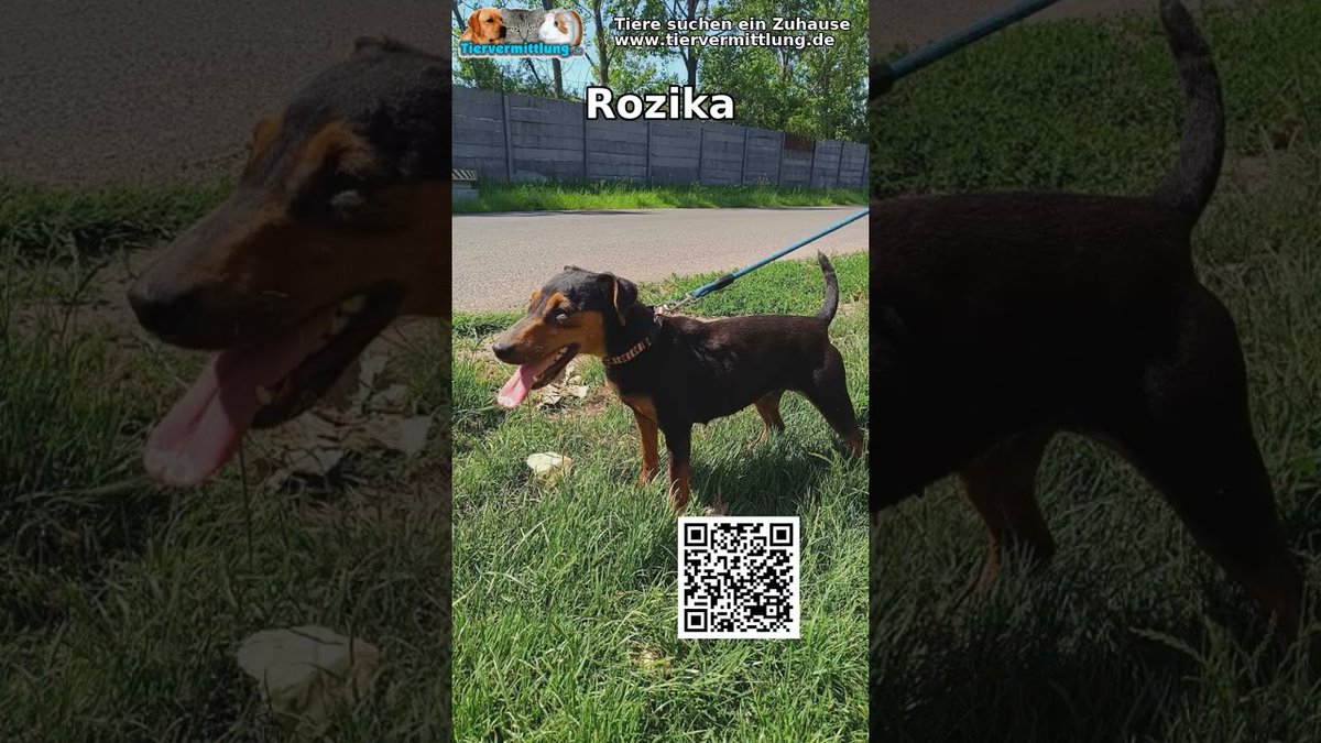 Rozika: #tiervermittlung #adoptierenstattkaufen #tierschutz #hundeliebe #hundevermittlung #rescuedog #animallovers #haustiere #tierliebe Rozika, eine junge Mischlingshündin, sucht ihr Glück. Einst verängstigt auf der Straße gefunden, zeigt sie nun ihre… dlvr.it/TPgKRQ