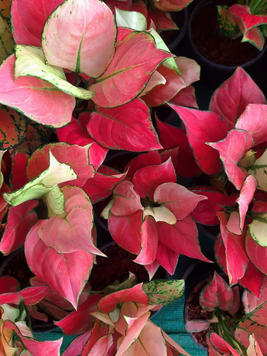 RollingNature's tweet photo. Chinese Evergreen #Aglaonema – The Stylish Air Purifier for Your Space. Call or WhatsApp for bulk orders at 8698407574 or mail us at sales@rollingnature.com. 

#RollingNature #loveplants #Xmas #Christmas #Gifts #gardening #indoorplants https://t.co/8O9oqEKUOz
