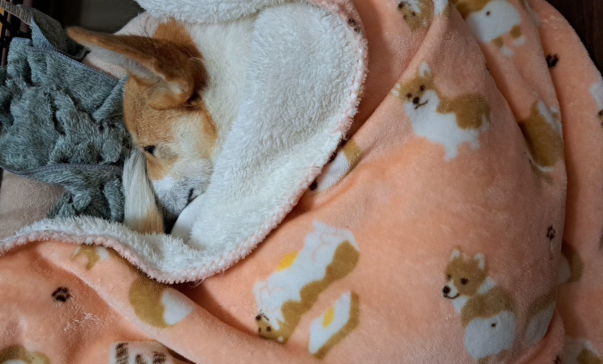 おやすみなさい～💤 またね✋🐾