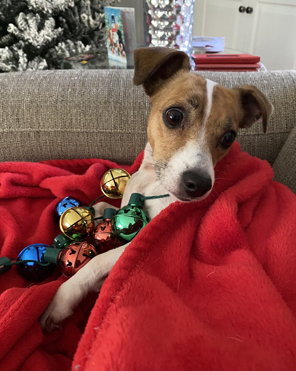 #JingleBells #Christmas2025 #dogsoftwitter #dogsofX ❤️#zshq #dogs #BabyBea 💚#saturdaymorning 🔔🔔🔔
🎶 Jingle Bea, Jingle Bea, Jingle All the Way! 🎶  🎄🎅❄️