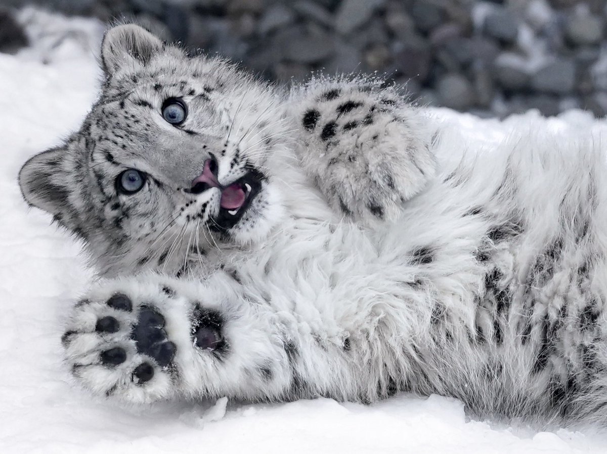 riku (@rikunow) / Posts / X