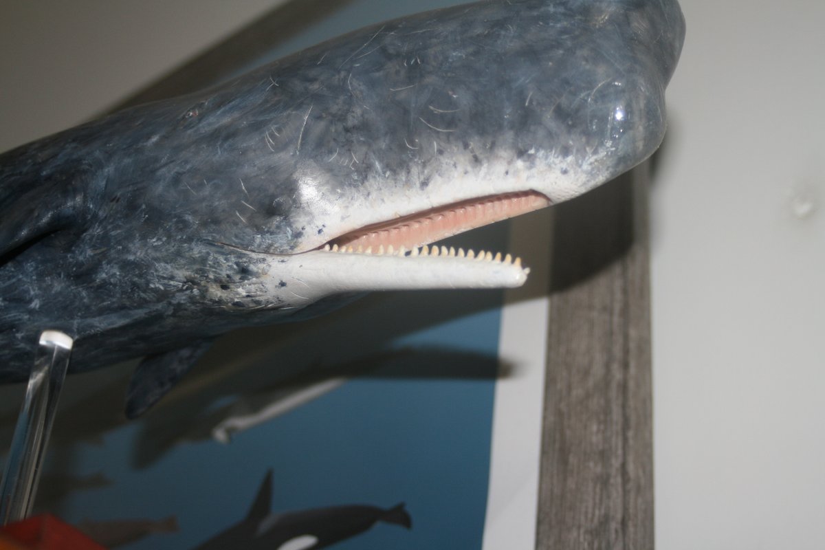 Cetology Hub tweet media