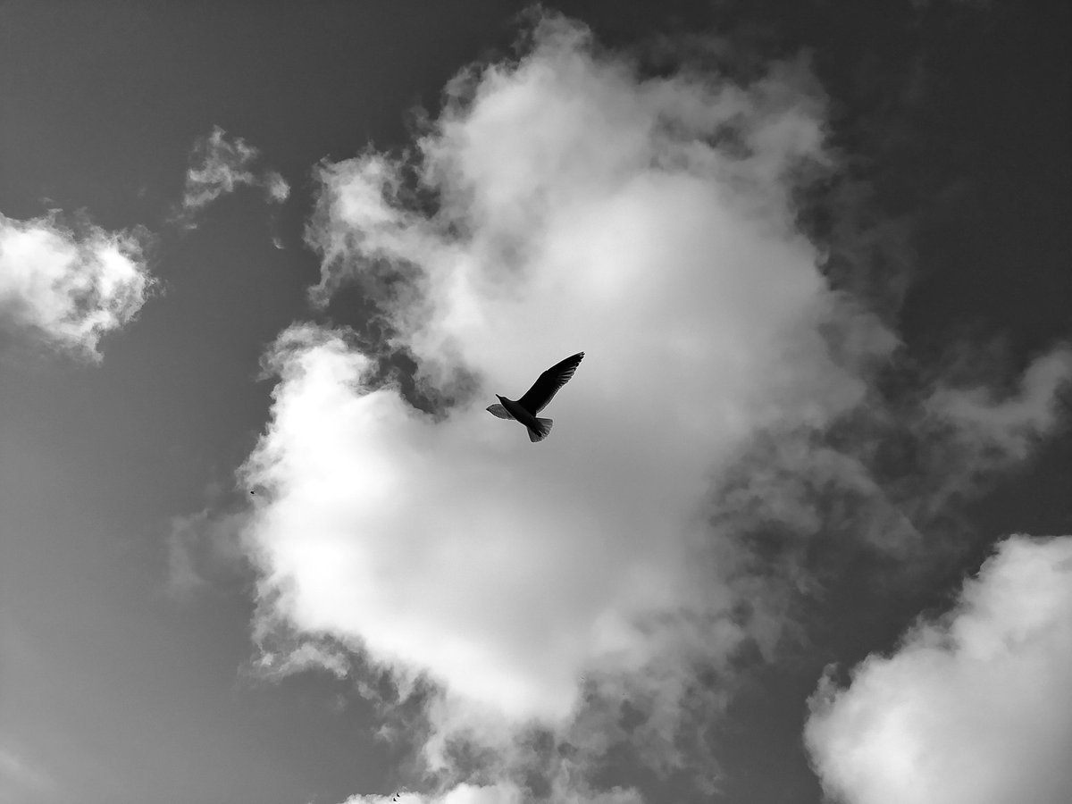 Kuşlara gazel... 🪽🪽