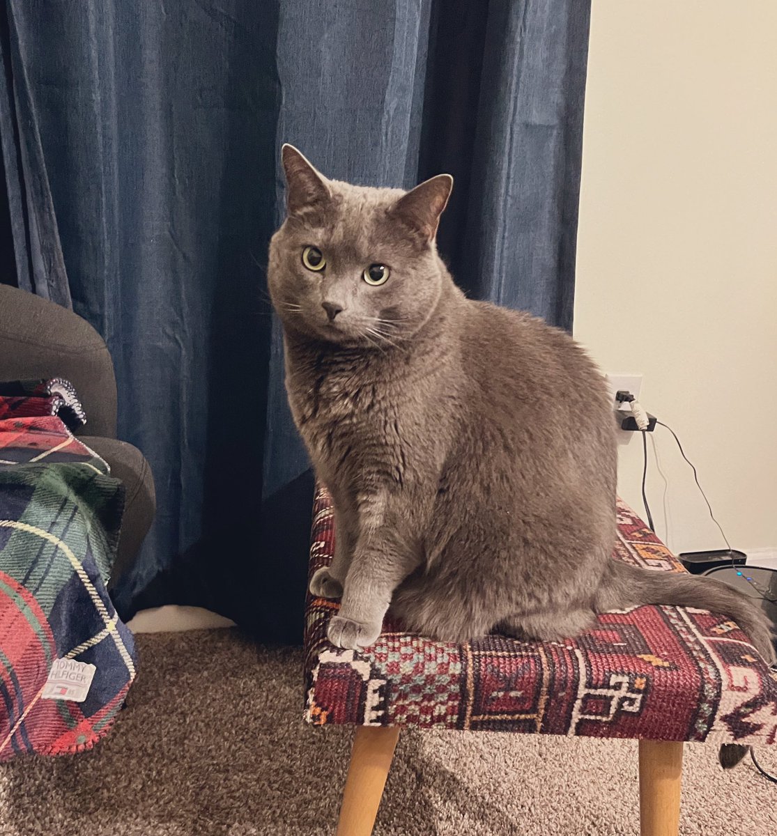 kitty, M.D.🩺 tweet media