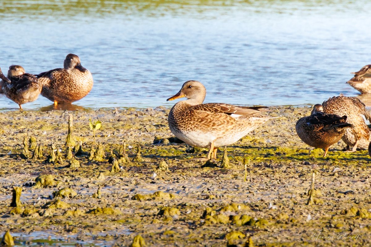 Rare Bird Alert earlier this week at Captain Hook's Restaurant and Shrimp Farm, Belize. Only a few records on eBird for this species in Belize.
Gadwall (Mareca strepera)
December 2025
#BirdsOfBelize #BirdsSeenIn2025 #birds #birdwatcher #BirdsOfX #BirdsOfTwitter