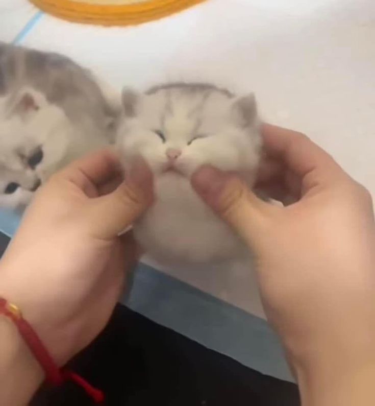 Cats all the way tweet media