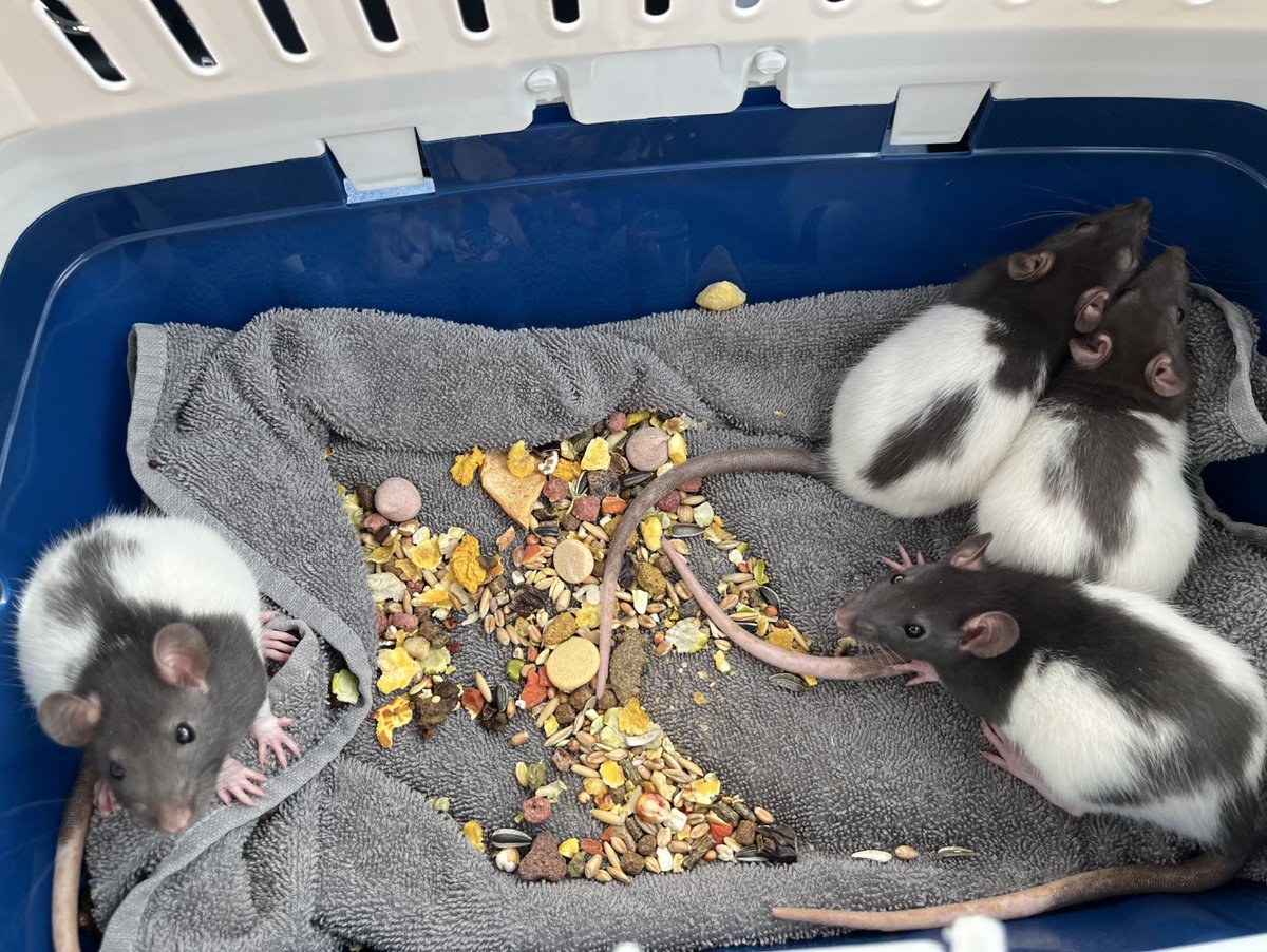 new babies incoming!!!!!!!! 🐀🩵