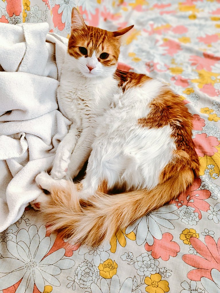 הננו היומי 😻 אהבה בלב 🧡