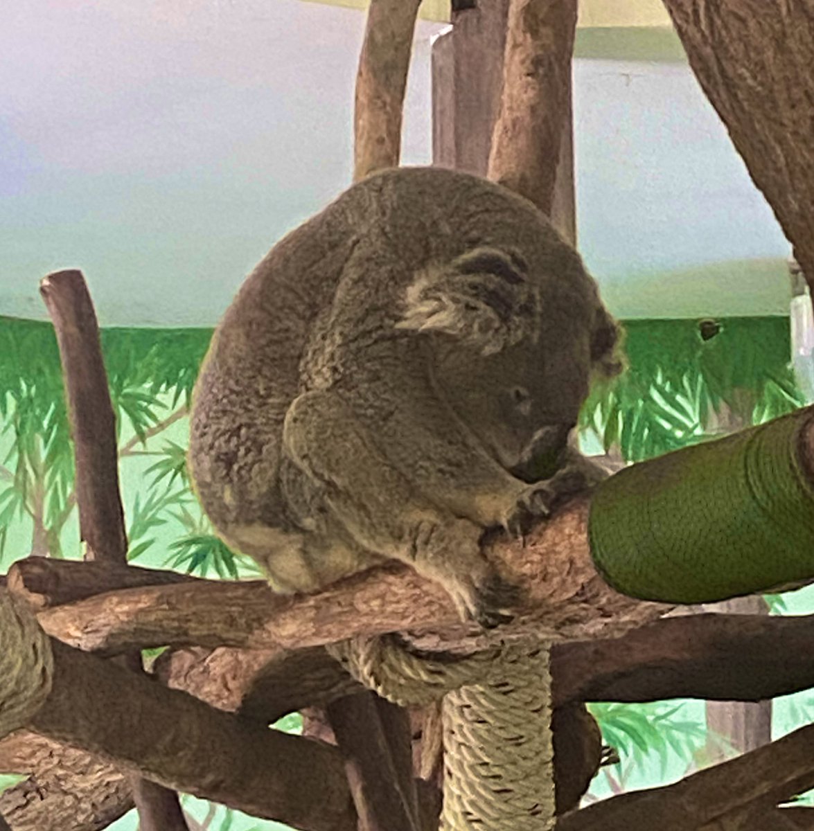 life_inframe's tweet photo. 🐨🦊😍 https://t.co/84tYyRZaOO