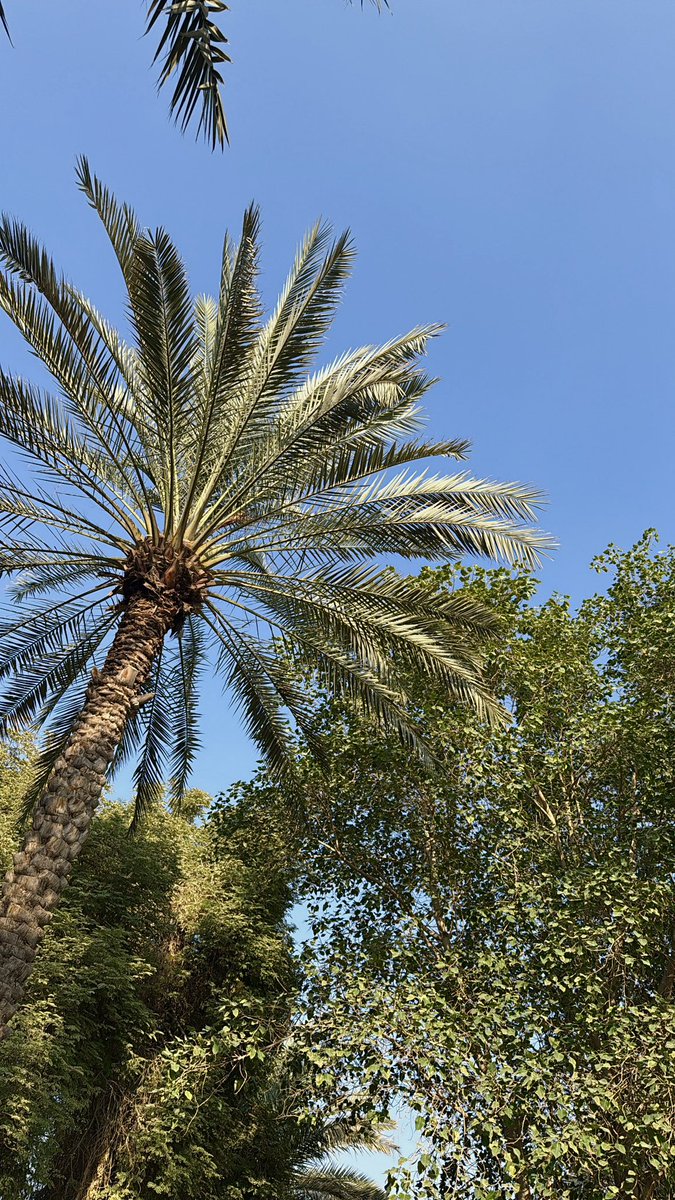 Na_iiw's tweet photo. Friday, 5 December 🌴☀️🐈 https://t.co/B4sPHVXVlK