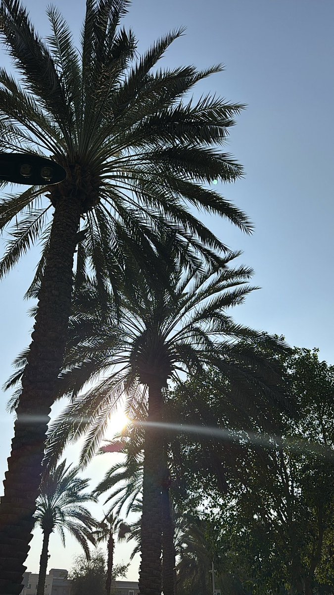 Na_iiw's tweet photo. Friday, 5 December 🌴☀️🐈 https://t.co/B4sPHVXVlK
