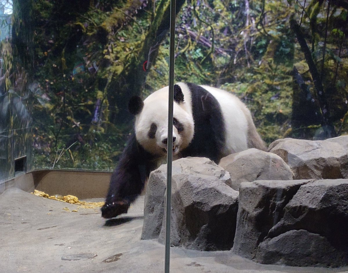 本日のくぅ〜惜しい一枚📸
ボクちゃんの可愛さは溢れてるから大丈夫でしゅよ🐼💚 
#シャオシャオ #暁暁 #ジャイアントパンダ
