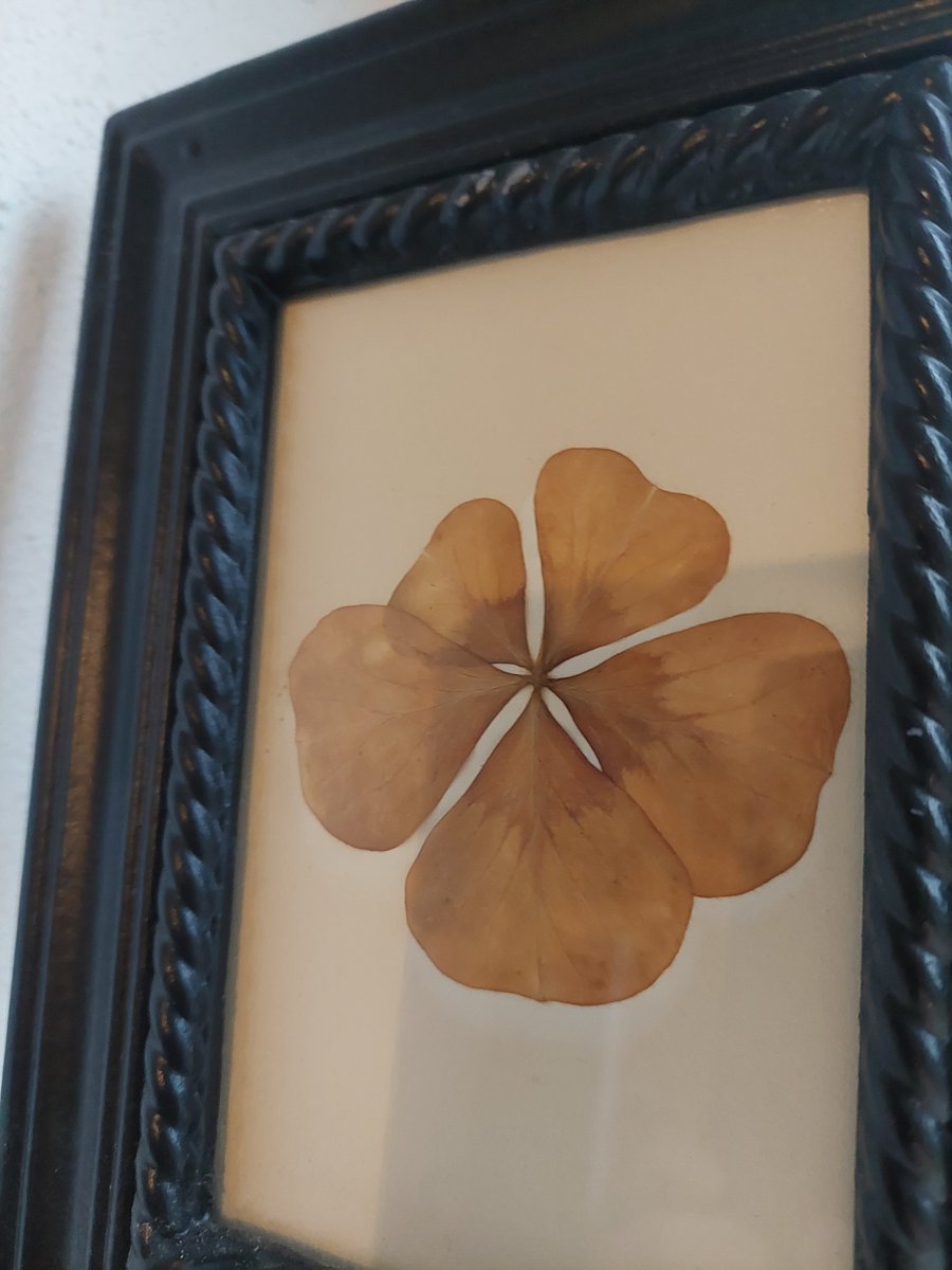 Did i ever show y'all my five leaf clover bc i look at it every day its so special