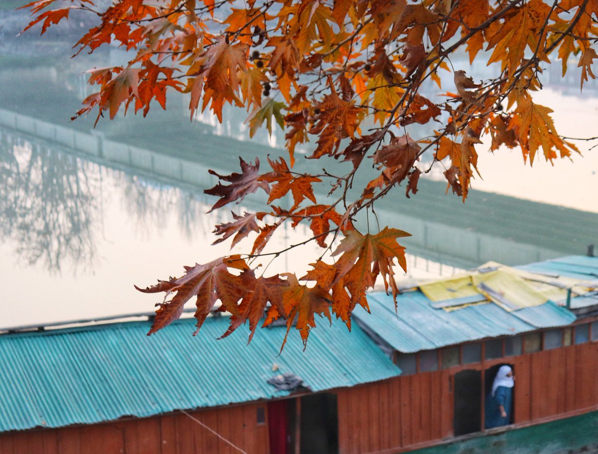 GMKashmir's tweet photo. The Mystic #Autumn of Kashmir Valley

GMK Photos: @_Zaidali64 https://t.co/4OmBaDi1oe