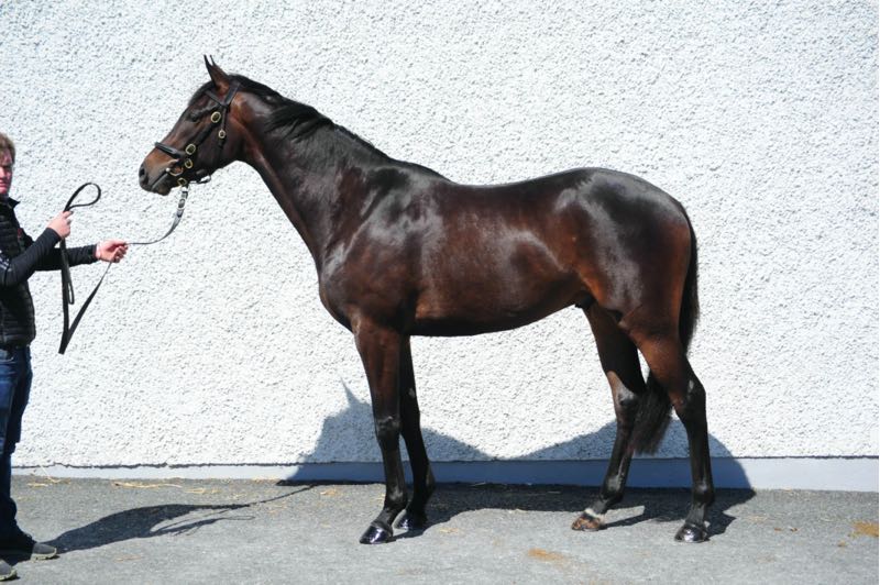 Tattersalls Ireland tweet media