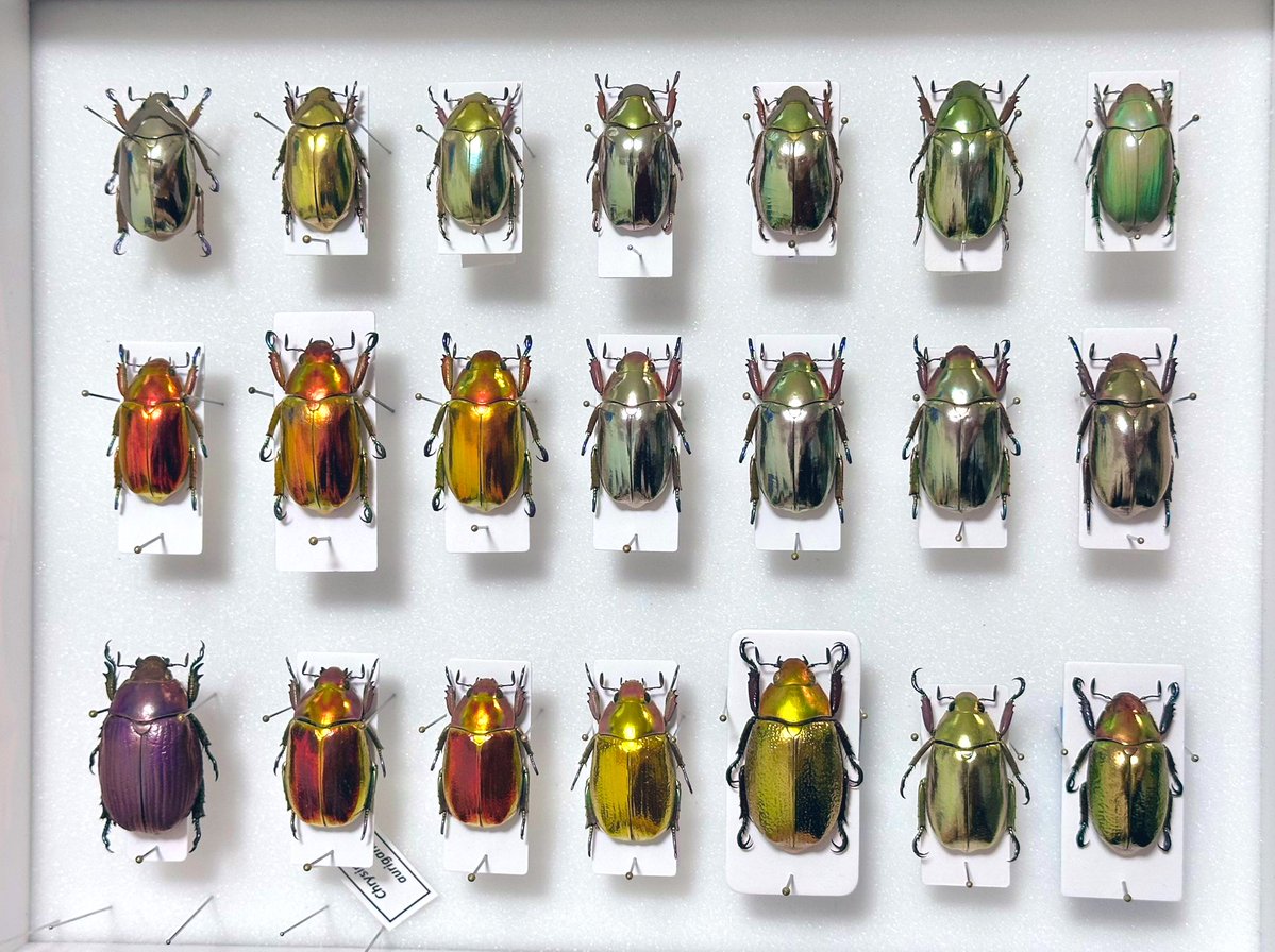 完成した…プラチナコガネの標本箱… 一つだけめちゃデカいのおる．