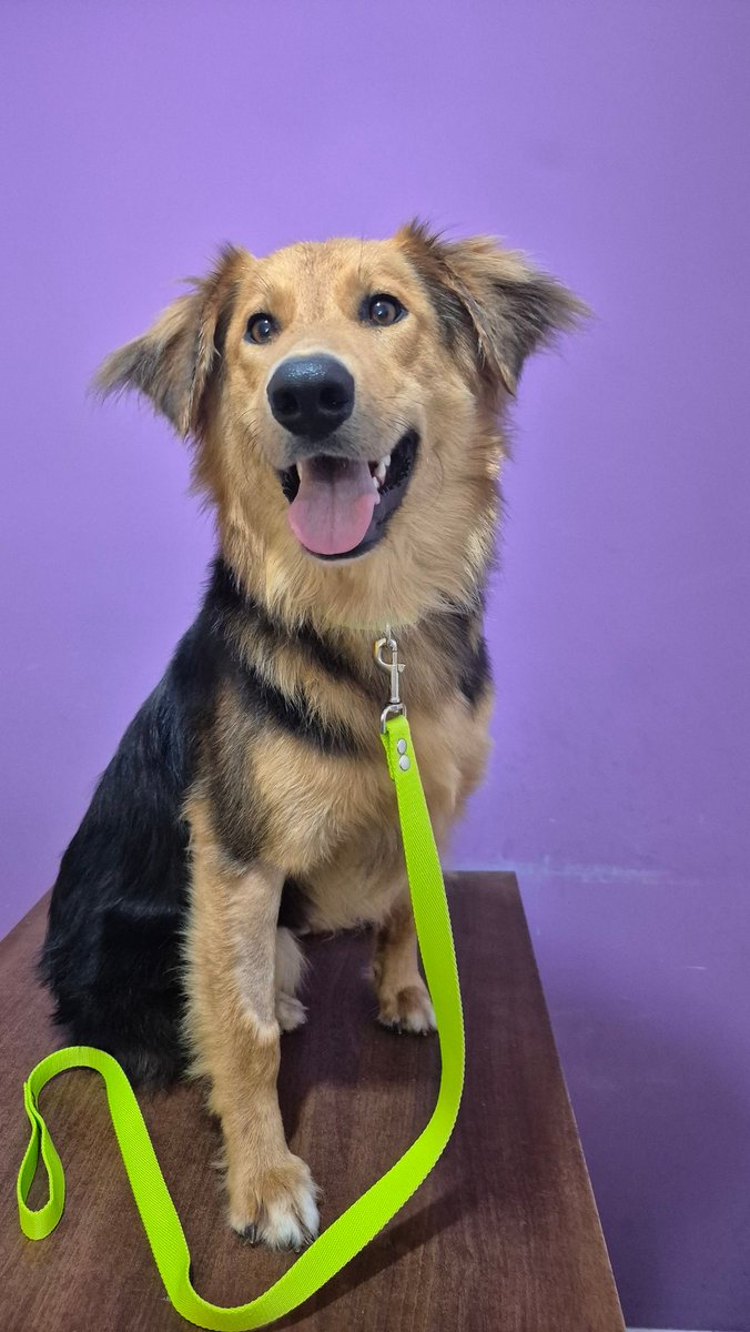 - a dónde vas tan elegante, Lolito?
- es que hoy me adoptan, muchacho!