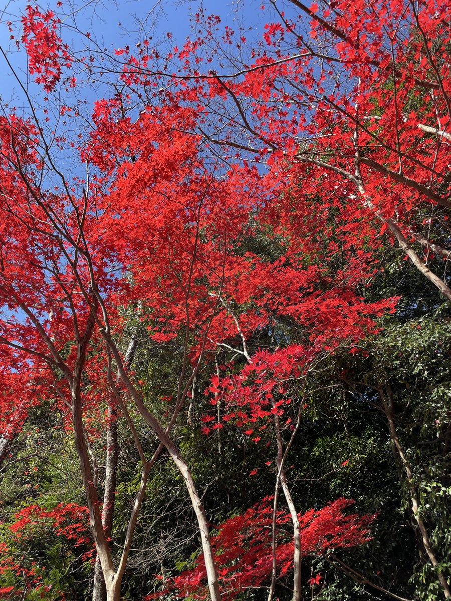hitotokinako's tweet photo. まるで絵画のような紅葉
大池寺にて https://t.co/svScJWcFPN
