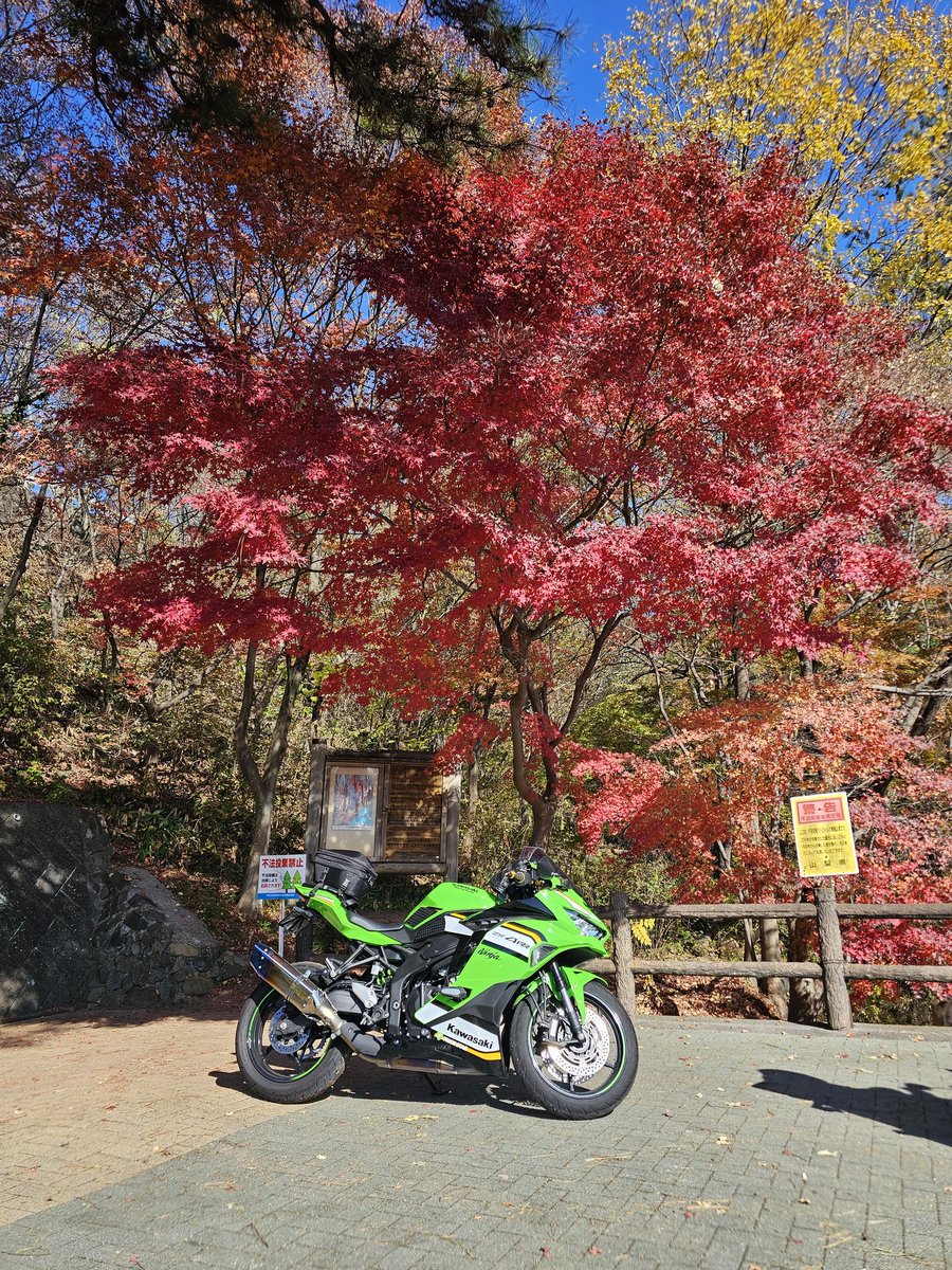 秋野もみじ 昇仙峡付近のみはらし台 #紅葉 #zx-4r