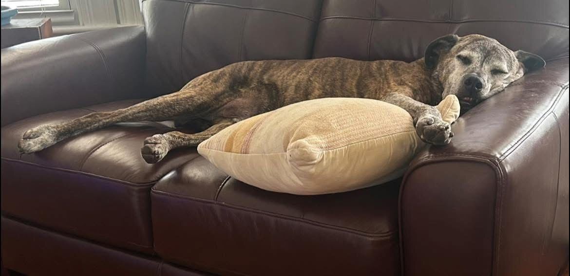 Missing from Privilege St
#Woonsocket #RI
"Opie"
He has grey face and brindle body - boxer mix
Friendly he does bark however "his bark a louder then his bite"
Please call 508-440-9189 or Woonsocket Police w any sightings
buff.ly/6RfrMYj #Rhodeisland #Lostdog #Oceanstate