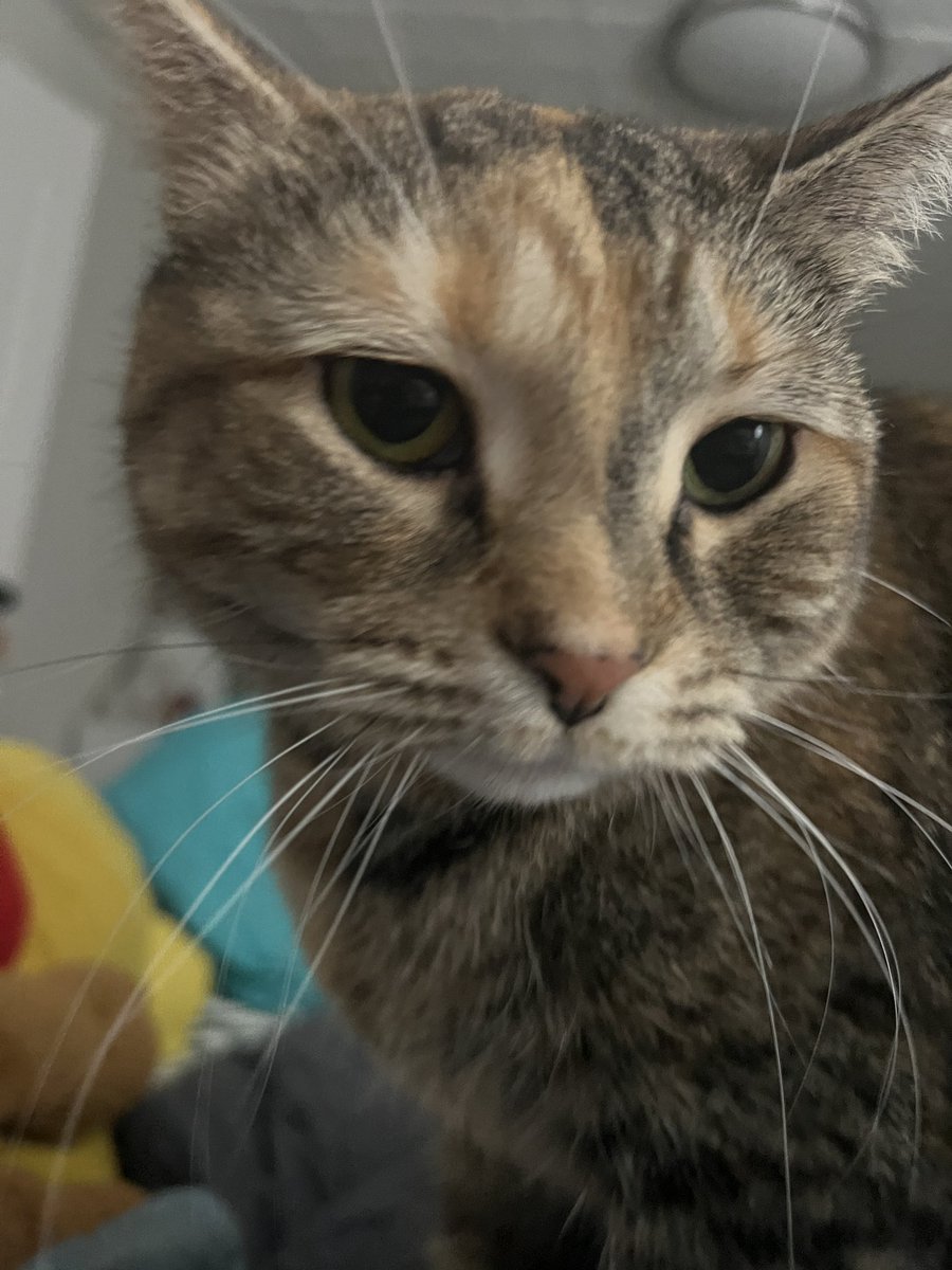 marble 🎱🐝 tweet media