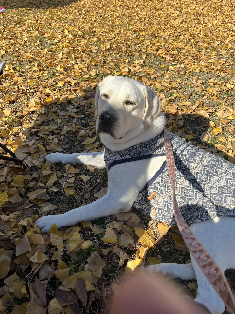 ラブラドールレトリバー