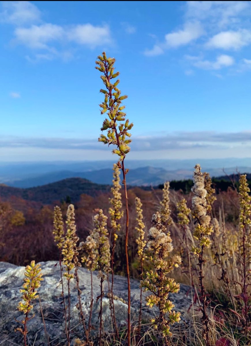 Demeter_Erinia's tweet photo. Stand a little taller
Rise a little higher 
Be a little better 

Have a lovely day  ❄️✨💕🍀🍁 https://t.co/dapwBODswm