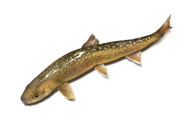 イワナ、はやく
なんつってwwwぐふwぐふふwww 