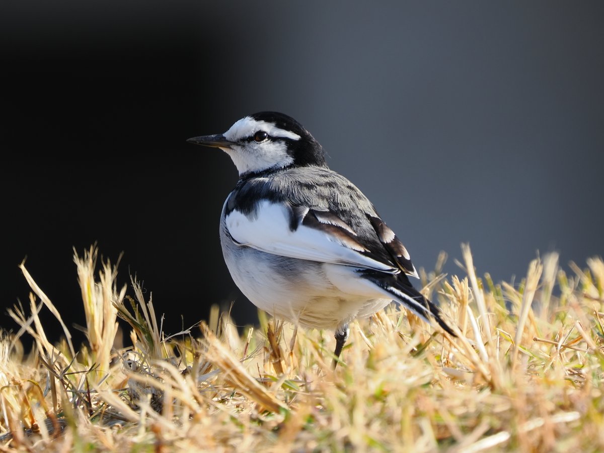 買ったばかりのOM-1 MarkⅡを持って、初めての野鳥撮影に行ってきまし