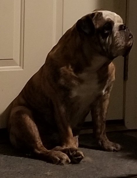 JohnnyGrapevine's tweet photo. Mr.Chubbins crossed over the Rainbow Bridge this morning.        12/13/14 -12/6/25
He was a good boy. 🌈 https://t.co/wsp1krNuGD
