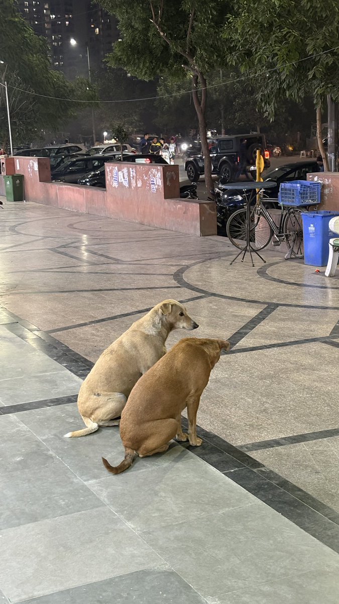 varnityadav's tweet photo. Go for a 12 minute walk when you see this post.

These are two prominent and well acknowledged doggo philosophers that I spotted during my walk today https://t.co/FmavfhmuiP