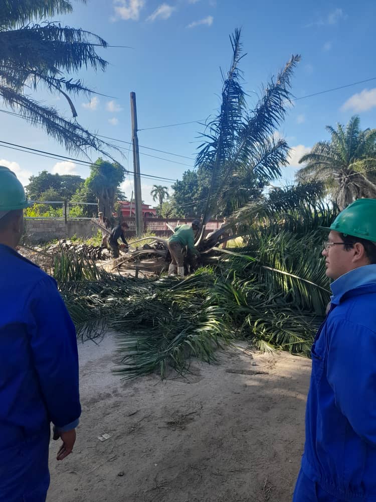 Trabajadores de <a href="/ETECSA_Cuba/">ETECSA</a> en #Camagüey laboran en la poda de árboles bajo las rutas de cable, importantes acciones para evitar daños a las redes.
#EtecsaTeAcompaña 
#PorCamagüeyTodo