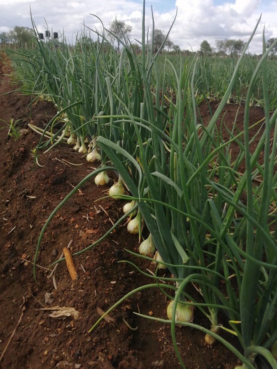 Divah Phiri tweet media